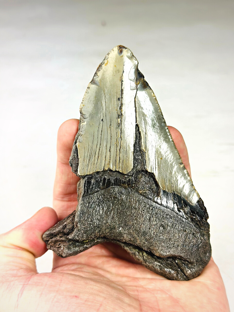 Dente di Megalodon ''Terror of the Sea'' (USA) - 11,9 cm