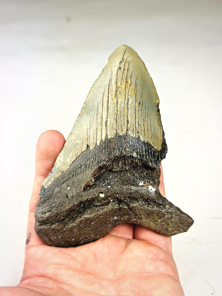 Dente di Megalodon ''Terror of the Sea'' (USA) - 11,9 cm