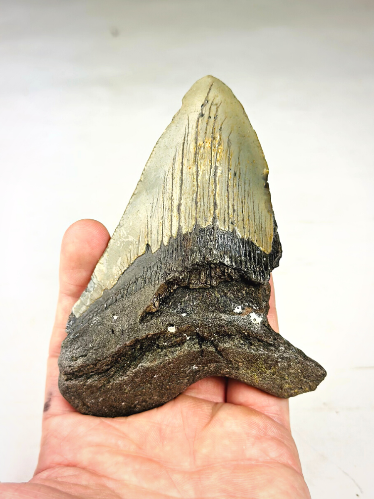 Megalodon tooth ''Terror of the Sea'' (US) - 11,9 cm