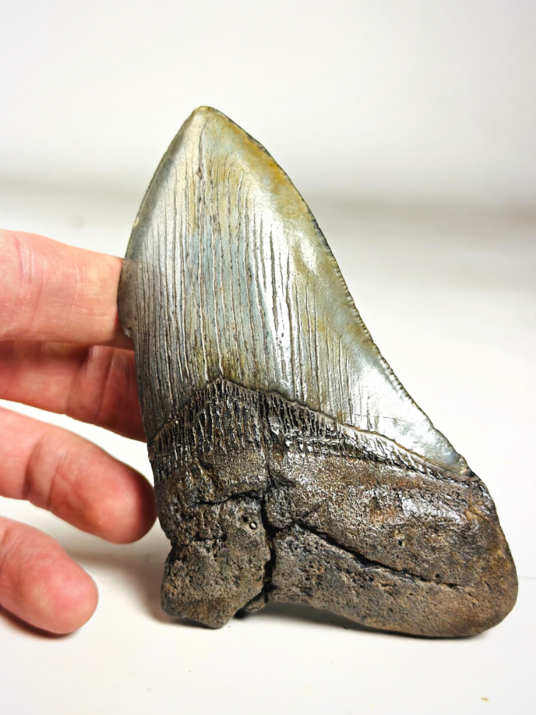 Megalodon tooth ''Holy Emblem'' (US) - 11,5 cm