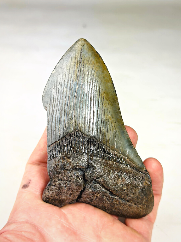 Dente di Megalodon ''Holy Emblem'' (USA) - 11,5 cm