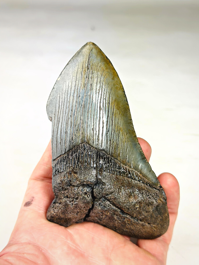 Megalodon tooth ''Holy Emblem'' (US) - 11,5 cm