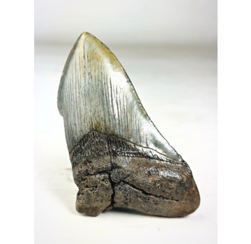 Dente di Megalodon ''Holy Emblem'' (USA) - 11,5 cm