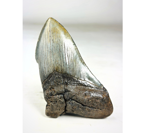 Dent de mégalodon ''Holy Emblem'' (US) - 11,5 cm