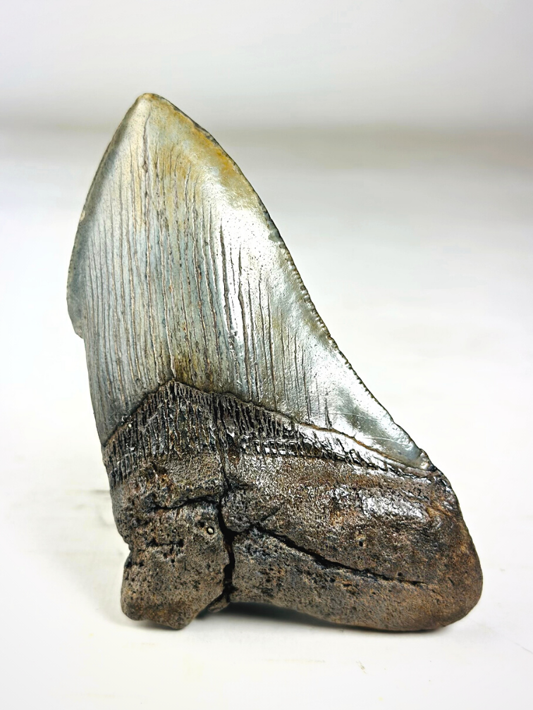 Dente di Megalodon ''Holy Emblem'' (USA) - 11,5 cm