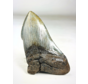 Dente di Megalodon ''Holy Emblem'' (USA) - 11,5 cm