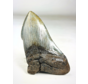 Megalodon tooth ''Holy Emblem'' (US) - 11,5 cm