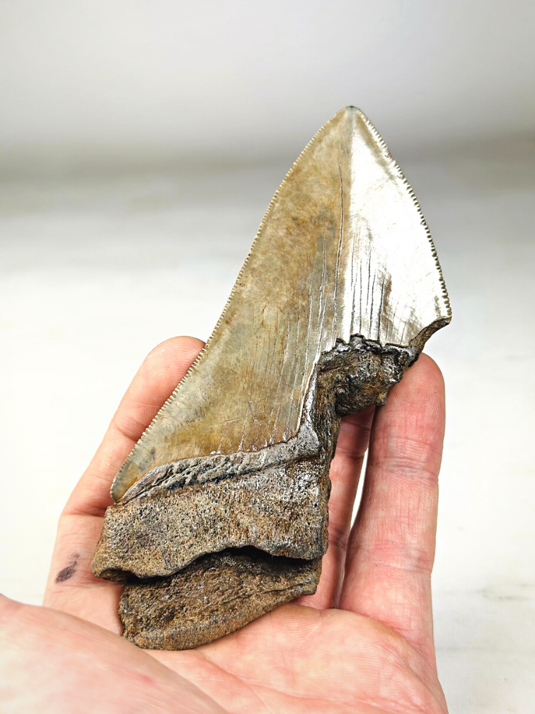 Megalodon tooth ''Distorted Time'' (US) - 12, 5 cm