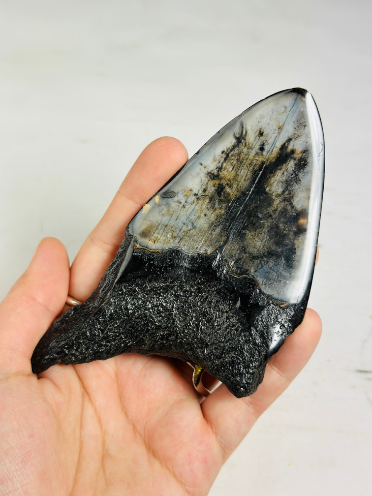 Megalodon Tooth "Aztek Mask" (US) - 12.4 cm