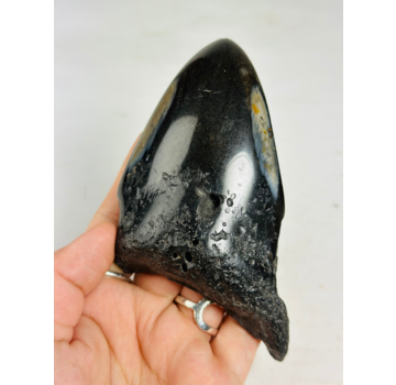 Dente di Megalodon "Aztek Mask" (USA) - 12,4 cm