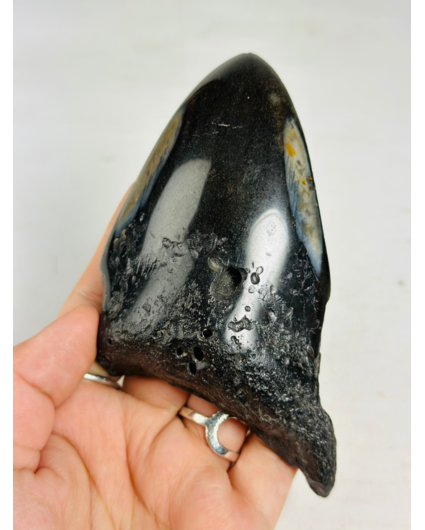 Dente di Megalodon "Aztek Mask" (USA) - 12,4 cm