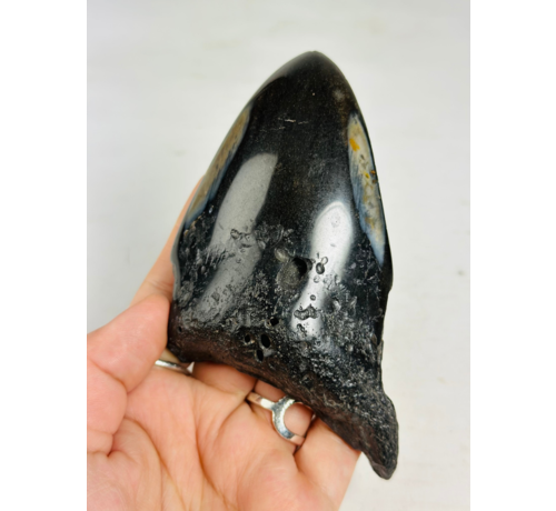 Megalodon Tooth "Aztek Mask" (US) - 12.4 cm