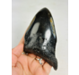 Dente di Megalodon "Aztek Mask" (USA) - 12,4 cm