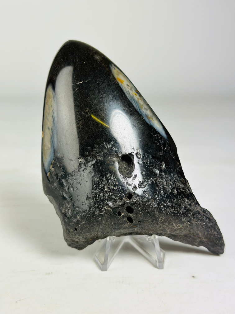 Dente di Megalodon "Aztek Mask" (USA) - 12,4 cm