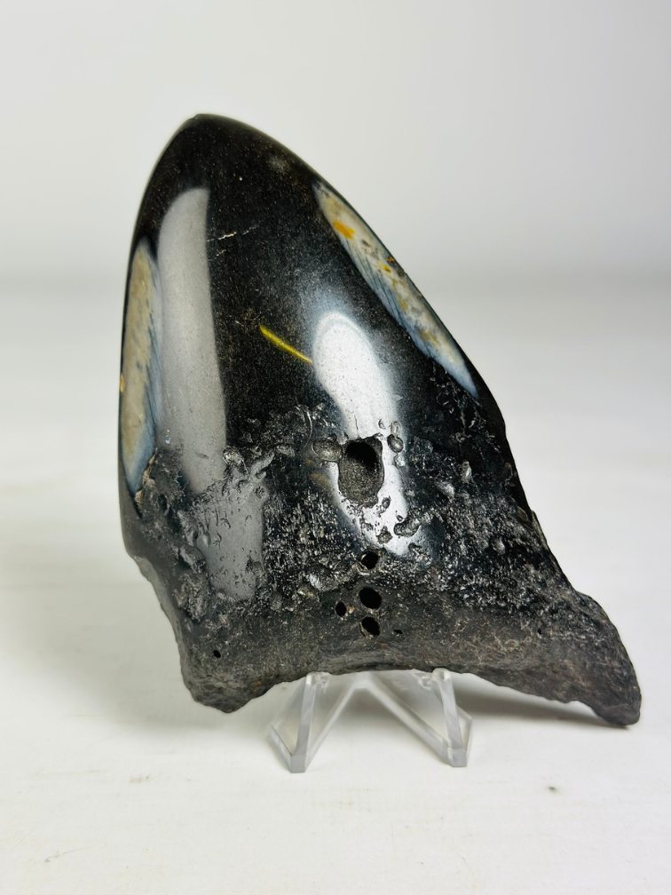 Megalodon Tooth "Aztek Mask" (US) - 12.4 cm