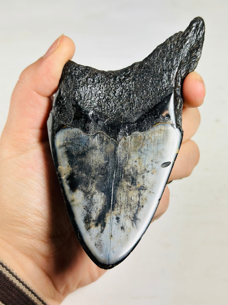 Dente di Megalodon "Aztek Mask" (USA) - 12,4 cm