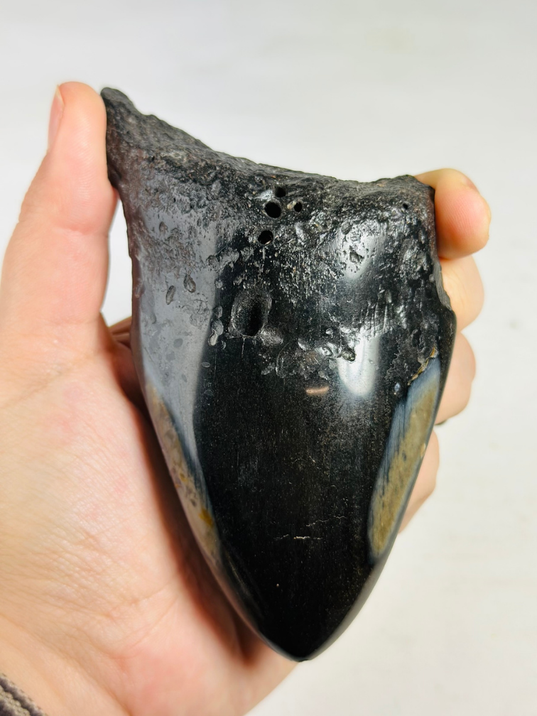 Dente di Megalodon "Aztek Mask" (USA) - 12,4 cm