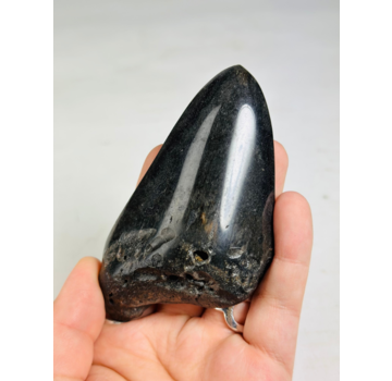 Diente de Megalodon "Obsidian Sigil" (US) - 9.9 cm