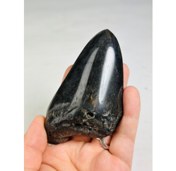 Megalodon-Zahn " Obsidian Sigil" (US) - 9,9 cm