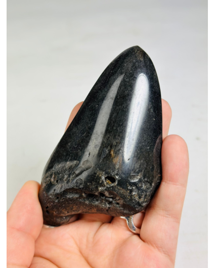 Megalodon Tand "Obsidian Sigil" (VS) - 9,9 cm