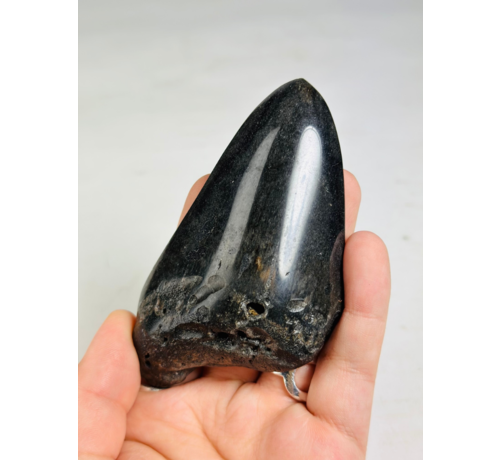 Diente de Megalodon "Obsidian Sigil" (US) - 9.9 cm