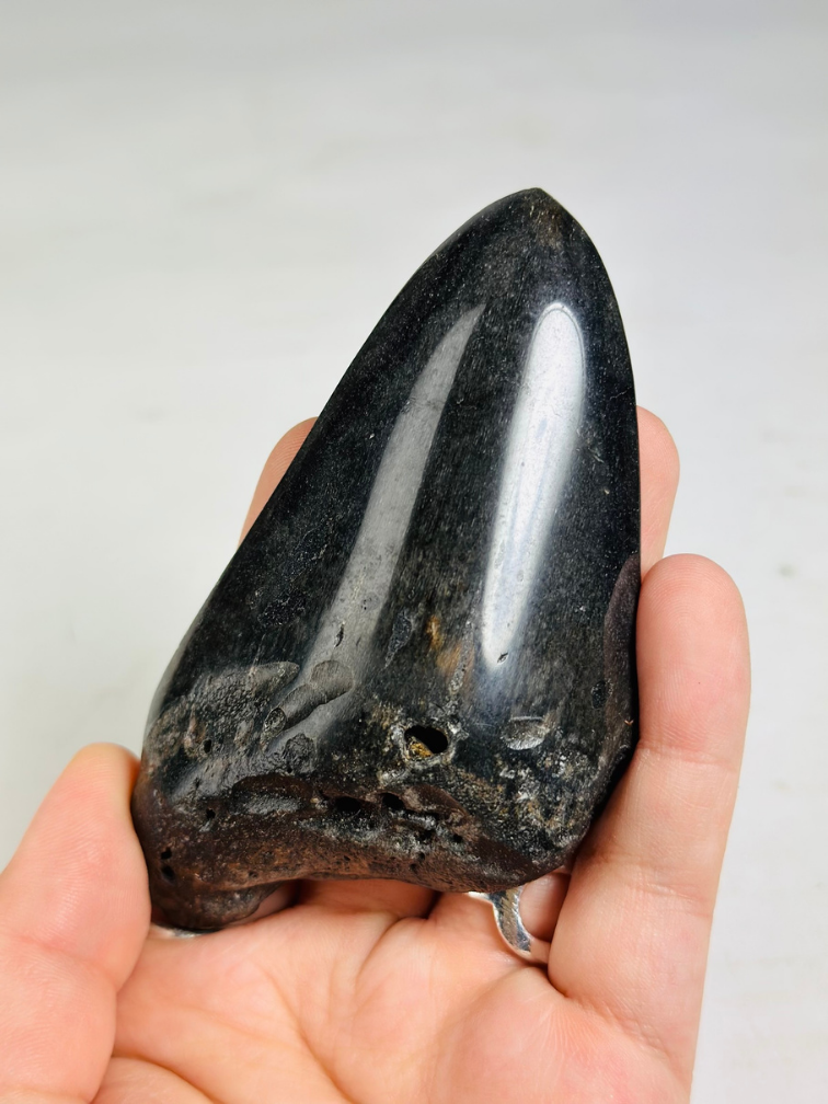 Diente de Megalodon "Obsidian Sigil" (US) - 9.9 cm