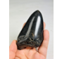 Dente di Megalodon "Obsidian Sigil" (USA) - 9,9 cm