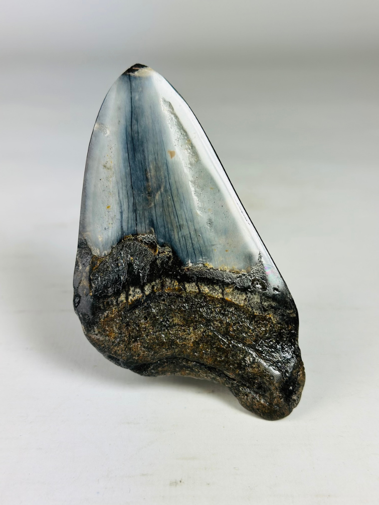Megalodon Tooth "Obsidian Sigil" (US) - 9.9 cm