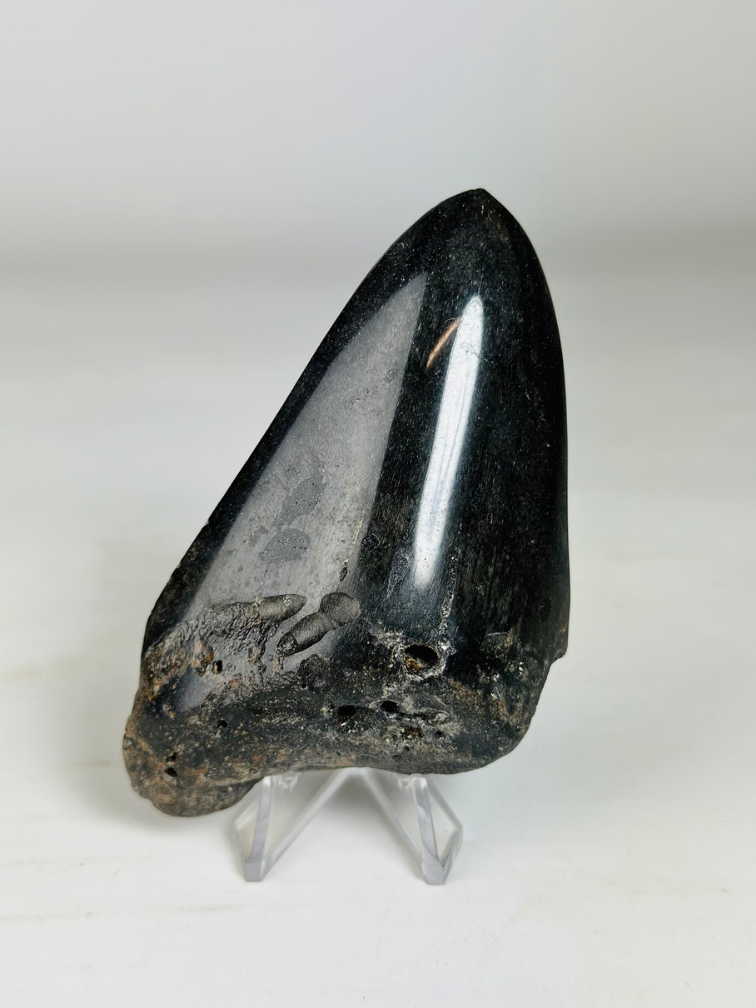 Diente de Megalodon "Obsidian Sigil" (US) - 9.9 cm