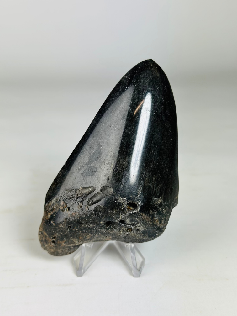 Megalodon Tooth "Obsidian Sigil" (US) - 9.9 cm