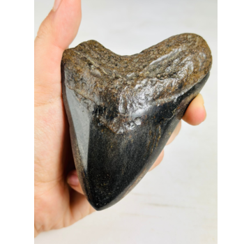 Dente di megalodonte "Soul Sand" (USA) - 10,9 cm