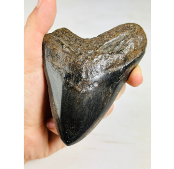 Megalodon Tooth "Soul Sand" (US) - 10.9 cm