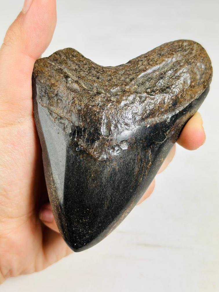 Dente di megalodonte "Soul Sand" (USA) - 10,9 cm