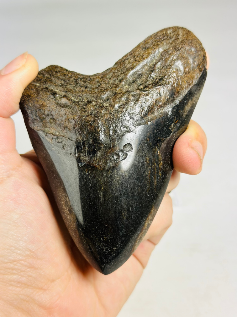 Megalodon Tooth "Soul Sand" (US) - 10.9 cm