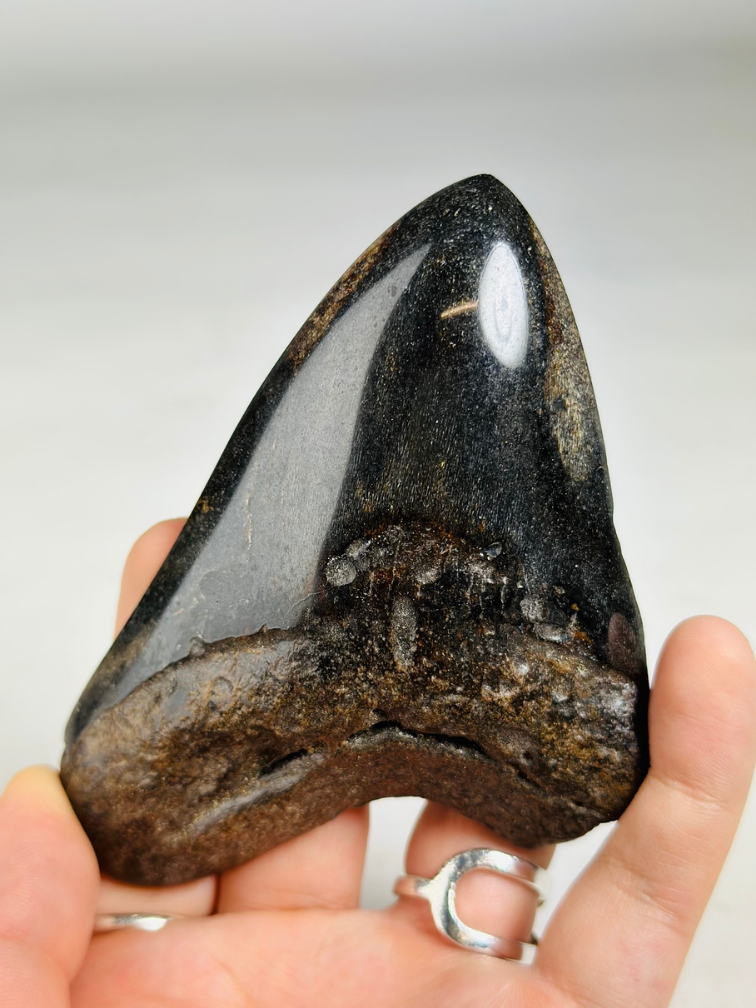 Dente di megalodonte "Soul Sand" (USA) - 10,9 cm