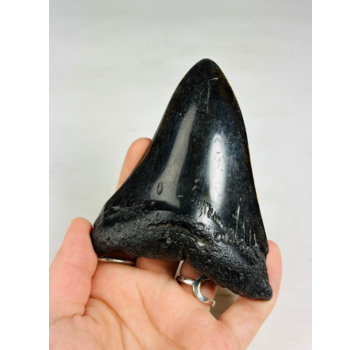 Megalodon Tooth "True Darkness" (US) - 11.5 cm