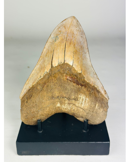 Megalodon-Zahn "Mark of the Angel" (Indonesien) - 14,5 cm