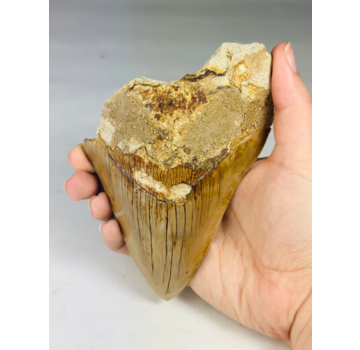 Megalodon tooth "Tooth of the Beast" (Indonesia) - 13.4 cm