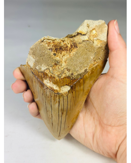 Dente di megalodonte "Dente di bestia" (Indonesia) - 13,4 cm