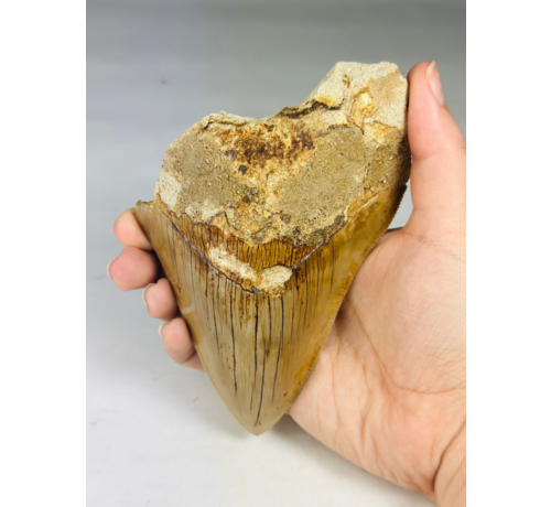 Dente di megalodonte "Dente di bestia" (Indonesia) - 13,4 cm