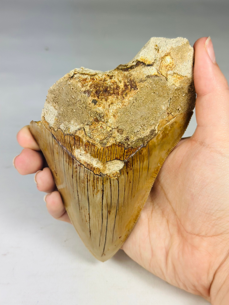 Megalodon tand "Tooth of the Beast" (Indonesië) - 13,4 cm