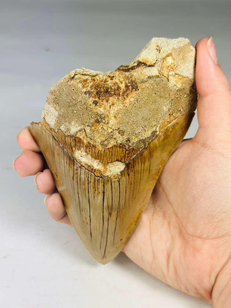 Megalodon-Zahn "Zahn der Bestie" (Indonesien) - 13,4 cm