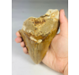 Dente di megalodonte "Dente di bestia" (Indonesia) - 13,4 cm