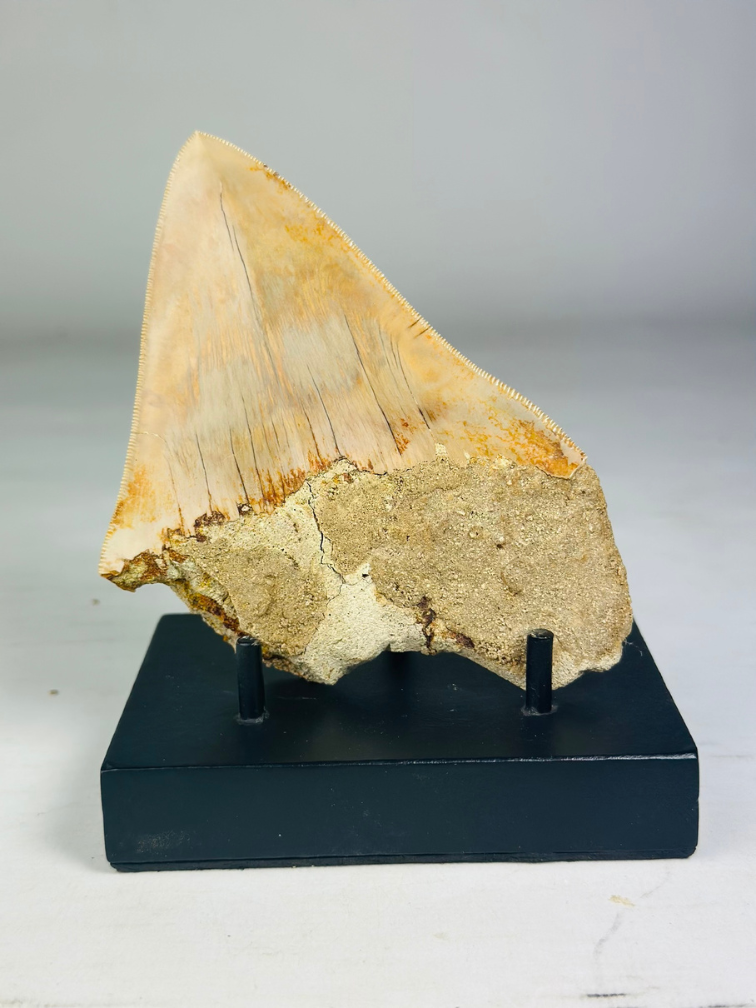 Dent de mégalodon "Tooth of the Beast" (Indonésie) - 13,4 cm