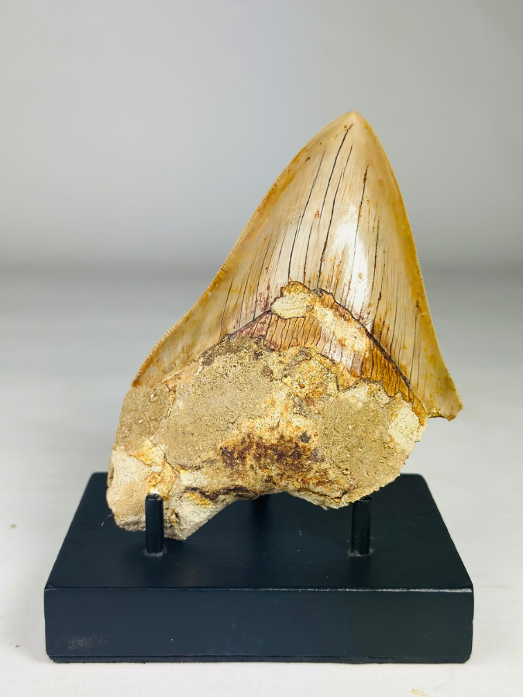 Diente de Megalodon "Diente de la Bestia" (Indonesia) - 13,4 cm