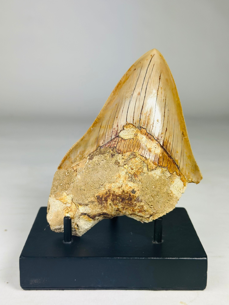 Megalodon tooth "Tooth of the Beast" (Indonesia) - 13.4 cm