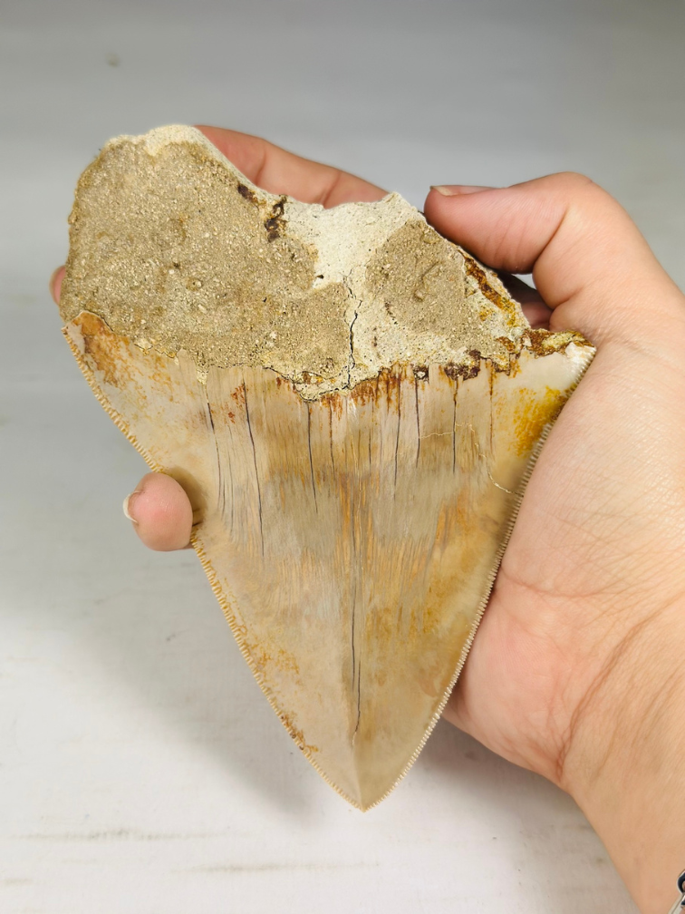 Megalodon tand "Tooth of the Beast" (Indonesië) - 13,4 cm