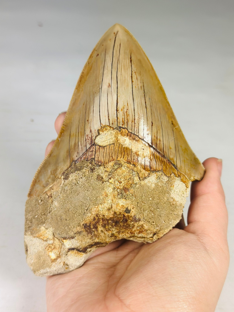 Megalodon tooth "Tooth of the Beast" (Indonesia) - 13.4 cm