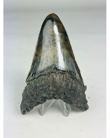 Megalodon tooth ''Hellheim Collection'' (US) - 10,7 cm
