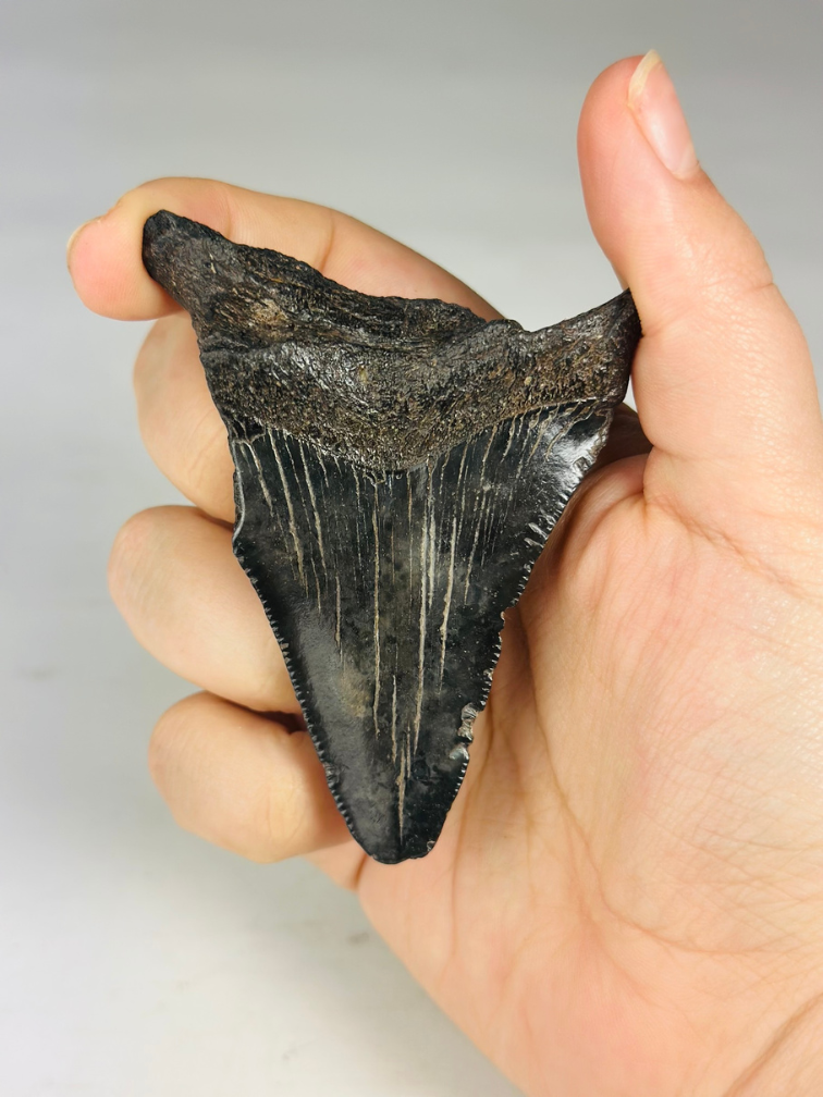 Dente di megalodonte ''Abyssal Dream'' (USA) - 8,3 cm